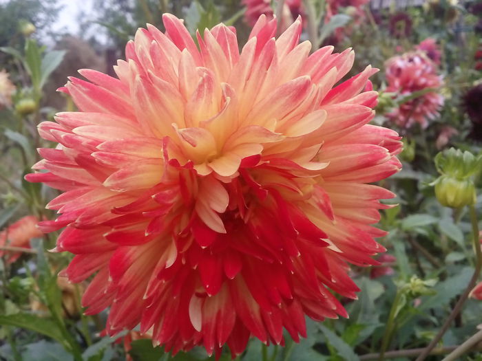 IMG_20150821_185020 - 2015 Flori in  gradina