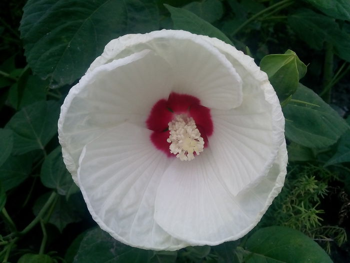 IMG_20150821_184802 - 2015 Flori in  gradina