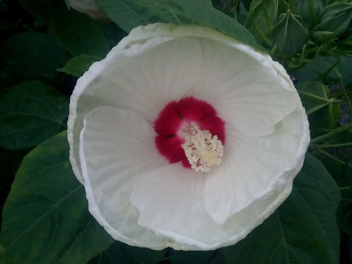 IMG_20150821_184817 - 2015 Flori in  gradina