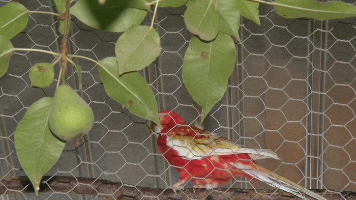 P1010636 - Rosella Rubino