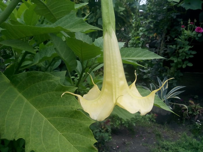 Brugmansia - 2015 Flori in  gradina