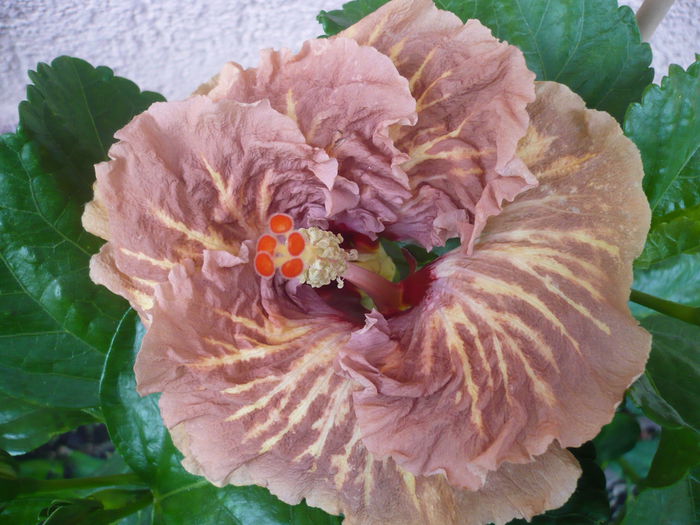 P1230652 - HIBISCUSI 2015-2