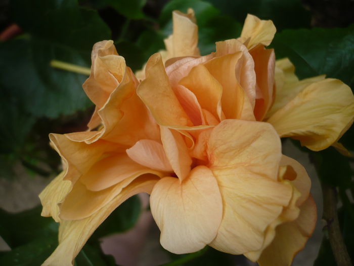 P1230639 - HIBISCUSI 2015-2