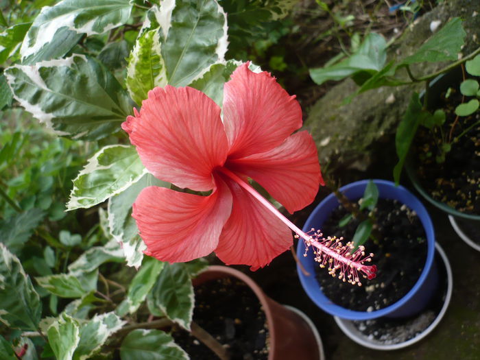 P1230641 - HIBISCUSI 2015-2