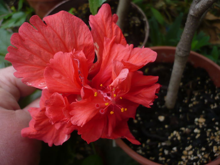 P1230642 - HIBISCUSI 2015-2