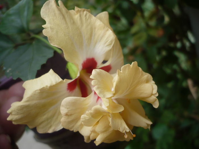 P1230646 - HIBISCUSI 2015-2