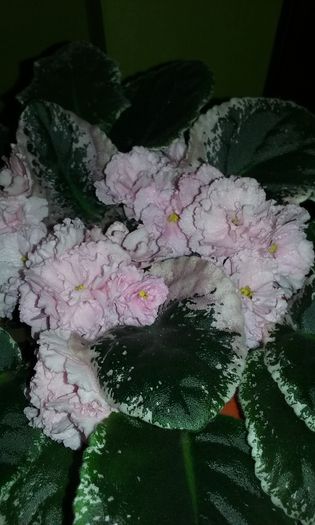 20150821_202352 - Violete de Parma
