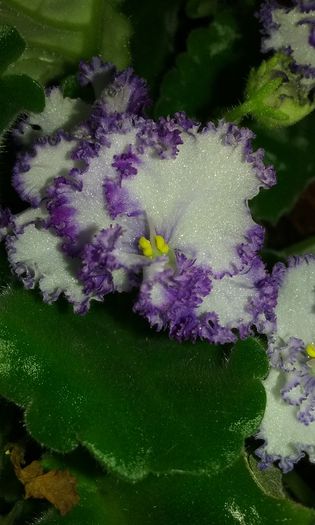 20150821_202529 - Violete de Parma