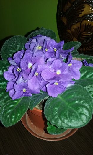 20150821_202639 - Violete de Parma