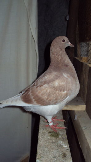 F seria II la 47 zile - PERECHEA 01_Alb si fem albastra cu trese