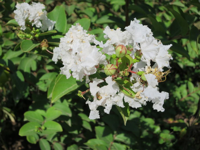 IMG_0719 - Lagerstroemia indica