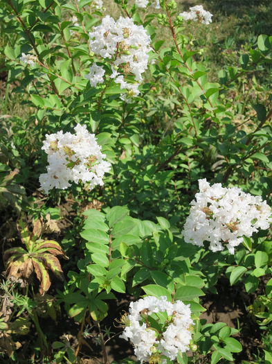 IMG_0720 - Lagerstroemia indica