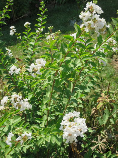 IMG_0722 - Lagerstroemia indica