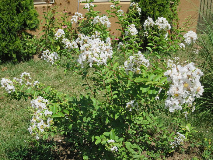 IMG_0756 - Lagerstroemia indica