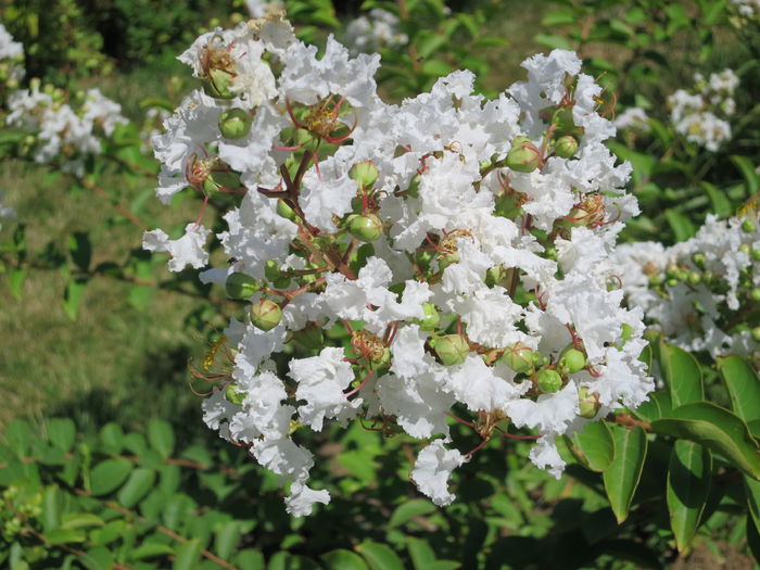 IMG_0757 - Lagerstroemia indica