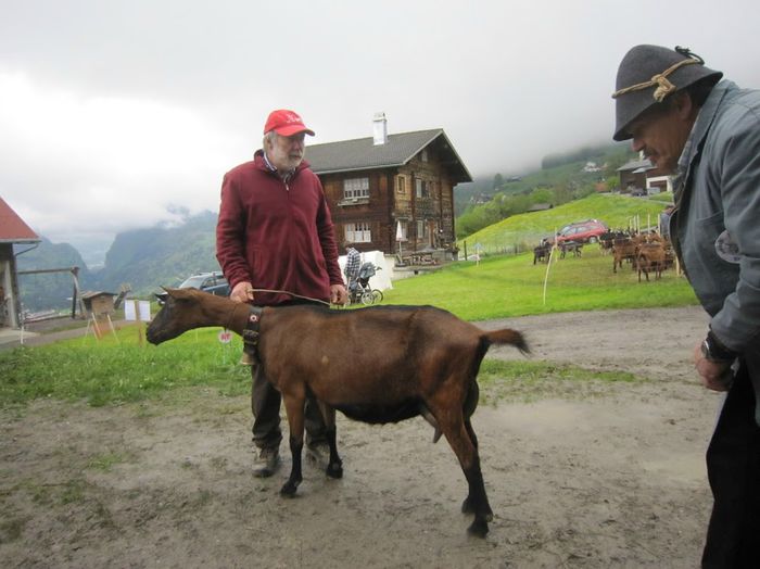 Alpinuca frumoasa