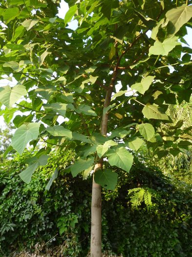 Paulownia - Arborele Printesei-Paulownia tomentosa