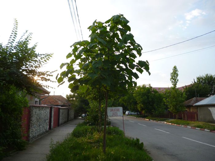 Paulownia de la strada 1.07.2015. - Arborele Printesei-Paulownia tomentosa