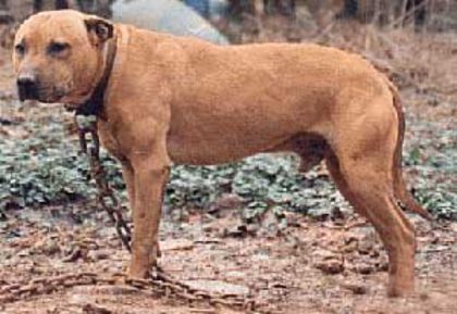 FRISCO - crescator si proprietar - Tom Garner ; Culoare Rosu ; Nascut 1985-10-27; The top ROM dog of all times!!! Garner;s Frisco ROM passed away September 18, 2000 &amp; left his mark in the pit dog history as the best producer of all times....
