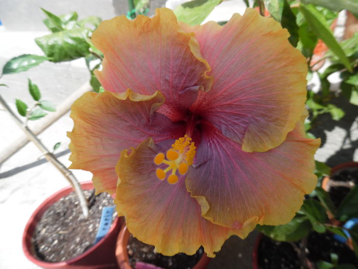 119 - Hibiscus 2015
