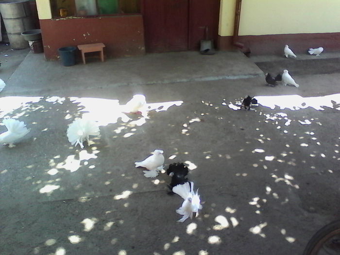 IMG_20150809_122320 - Arhiva porumbei