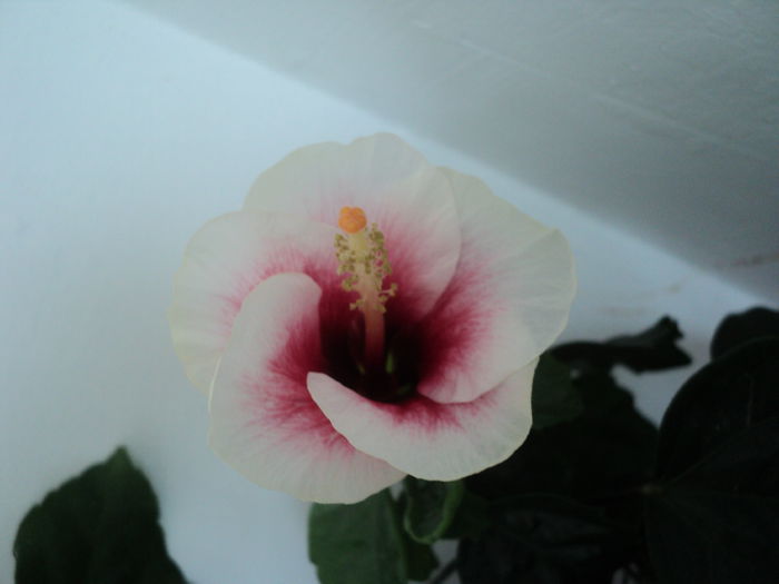 DSC08870 - Hibiscus