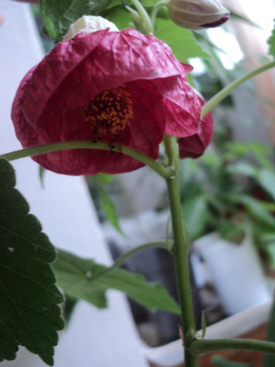 DSC08871 - Abutilon