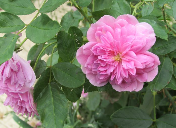 Harlow Carr