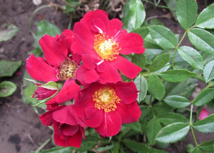 Bienenweide Rot