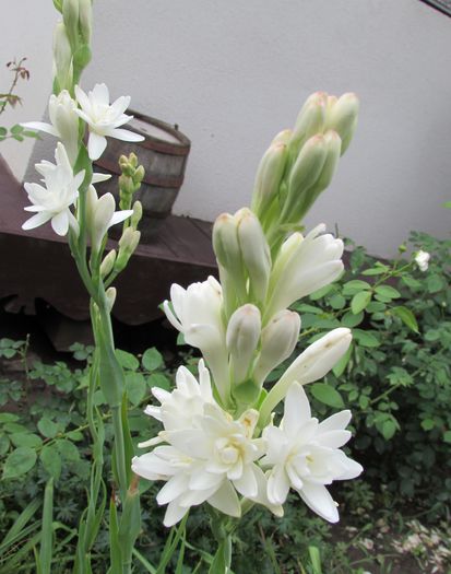 21 aug, tuberoze - 2015 plantele mele - III