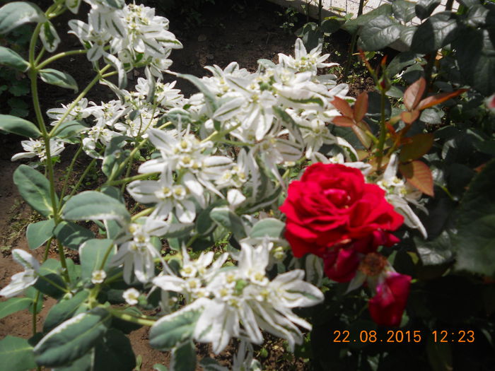 FLORI AUGUST 2015 038 - 0 Trandafirii mei 2015