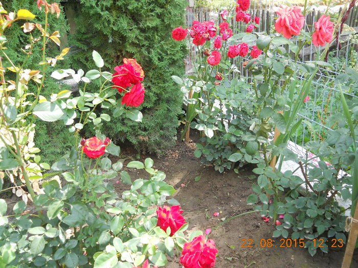 FLORI AUGUST 2015 039 - 0 Trandafirii mei 2015