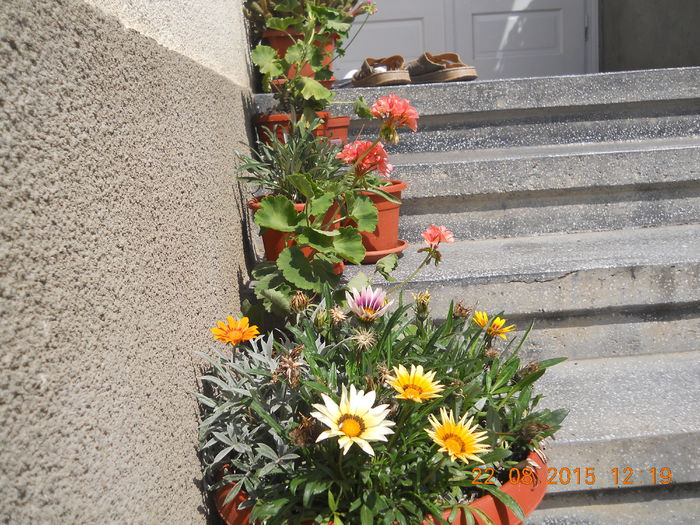 FLORI AUGUST 2015 017 - 00 Flori gradina august 2015