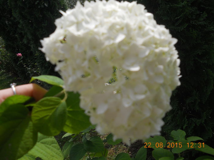 FLORI AUGUST 2015 068