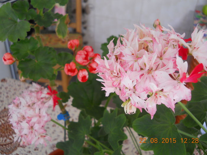 FLORI AUGUST 2015 057