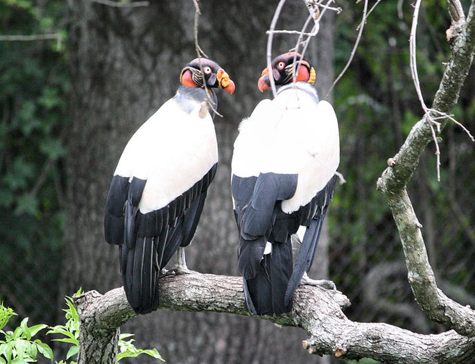 King Vulture