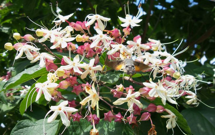 11924358_904375046283627_7608680990905676157_o - clerodendron trichotomum---caut