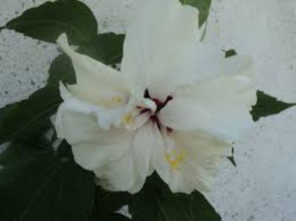 alb clasic - Hibiscus Classic White