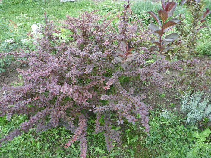 Berberis "Golden ring" anul 3 - xGradina