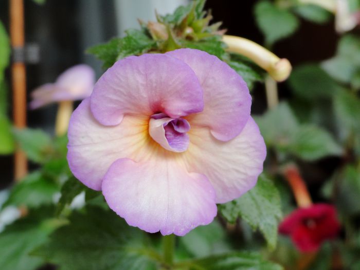 Blueberry Lemon - Achimenes