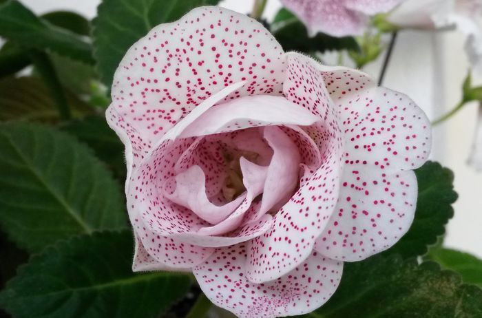 Milye Vesnush - Gloxinia