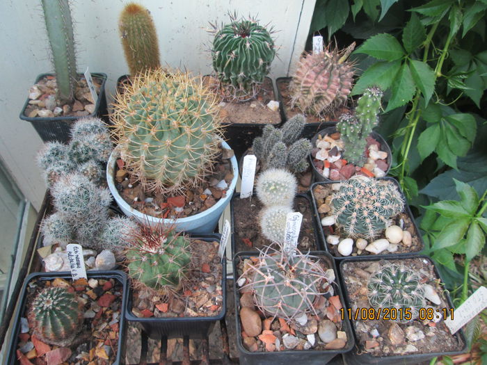 083 - cactusi