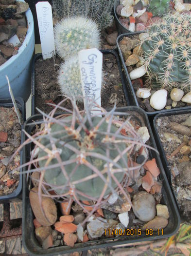 084 - cactusi