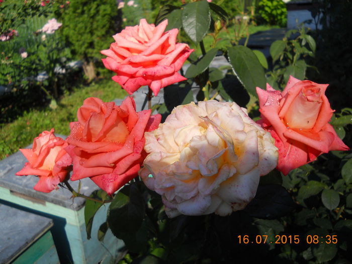  - 0 Trandafirii mei 2015