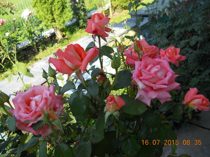  - 0 Trandafirii mei 2015