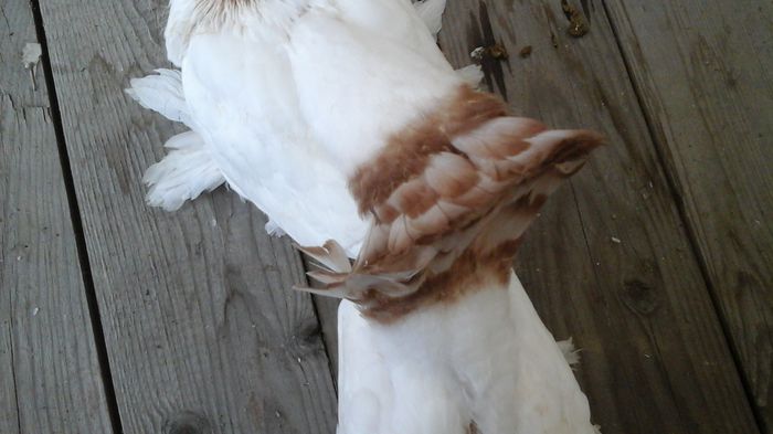 20150822_182518 - Orizonturi pt obtinerea de Nord Caucazian cu coada rosie  red tail pigeons