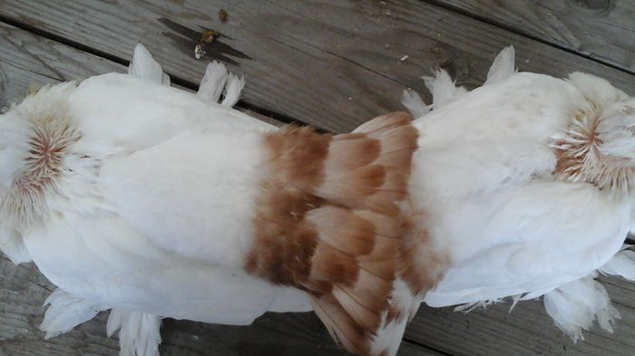 20150822_182455 - Orizonturi pt obtinerea de Nord Caucazian cu coada rosie  red tail pigeons