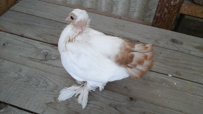 20150822_182408 - Orizonturi pt obtinerea de Nord Caucazian cu coada rosie  red tail pigeons