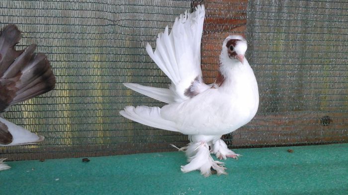 20150822_185309 - Orizonturi pt obtinerea de Nord Caucazian cu coada rosie  red tail pigeons