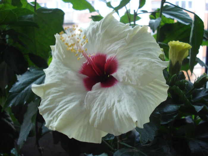 DSC03238 - Hibiscus Boreas White